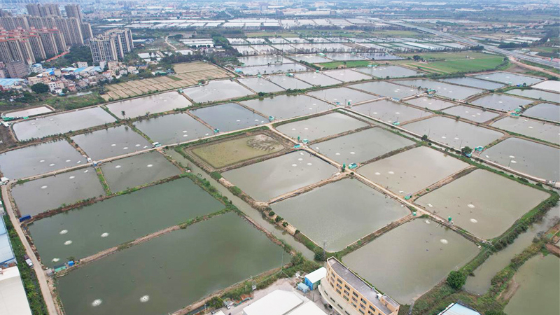 曾一畝賺30萬-40萬元，但如今只能勉強(qiáng)保本，微利時(shí)代這條魚如何破局？