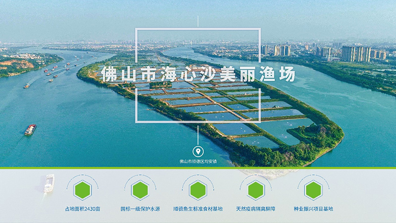 行情低迷，草魚越養越沒信心？他們竟然養出可以生吃的淡水魚，讓其身價倍增