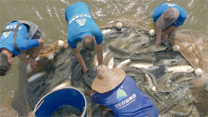 只吃草！對畝產(chǎn)10000斤說“不”！30年“深耕”一條魚